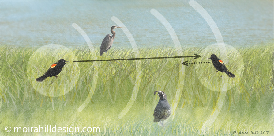 Although many different species of birds may be singing in a field, only members of the same species listen. 